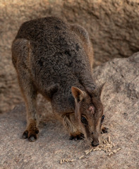 Adorable Rock Wallaby in the setting sun on Geoffrey Bay Magnetic Island, Queensland Australia.