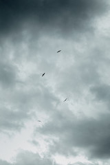 mystical dramatic blue sky with several birds flying