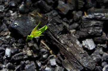sprouts on the coals after the fire. rebirth of nature after the fire.