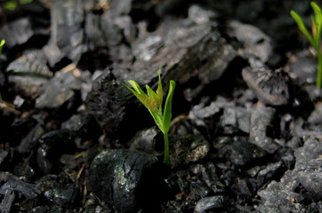 sprouts on the coals after the fire. rebirth of nature after the fire.