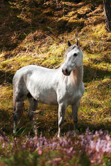 White andalusian breed horse stands in the pine tree forest. Animal potrait.