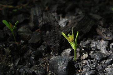 sprouts on the coals after the fire. rebirth of nature after the fire.