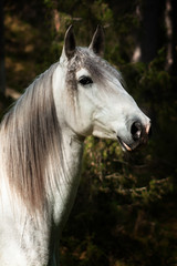White andalusian breed horse stands in the pine tree forest. Animal potrait.