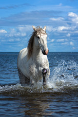 White andalusian breed horse plays in the sea in water in sunny summer day. Animal portrait in motion.