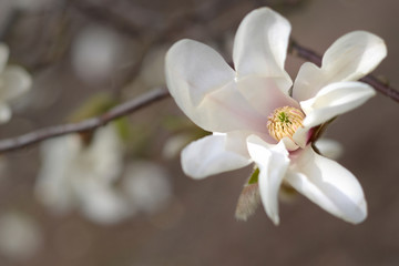 Fototapeta premium White magnolia. Spring flowers and buds. Blooming garden. Brown shades