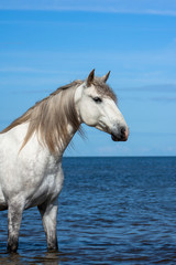 White andalusian breed horse stands in the sea in water in sunny summer day. Animal portrait.