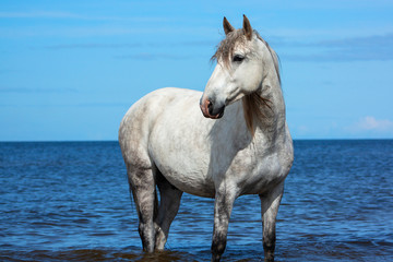 Fototapeta na wymiar White andalusian breed horse stands in the sea in water in sunny summer day. Animal portrait.