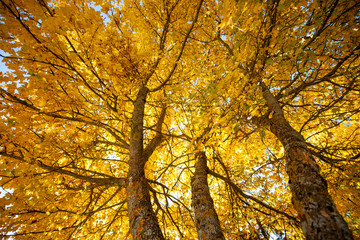 APPENNINO TOSCO EMILIANO PARCO NAZIONALE MAB UNESCO