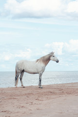 Obraz premium White andalusian horse with long mane standing on the beach of the sea against blue sky with clouds. Animal portrait.