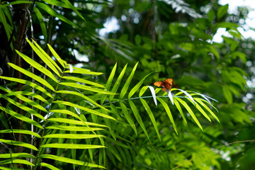 Tropical Rainforest Cruiser Butterfly (Vindula arsinoe) on bright fern plant in Mossman Gorge,  part of the Daintree Rainforest National Park, Queensland Australia.