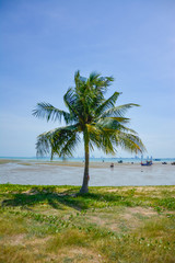 Tree on the rocky beach,The trees on the rocky beach against the backdrop of the blue sky in Bang Saray, Thailand.