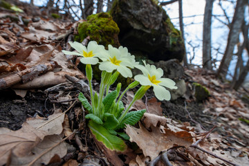 APPENNINO TOSCO EMILIANO | PARCO APPENNIN0
