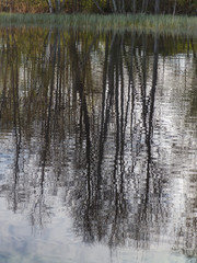 abstract image of tree with water reflection