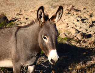 Burro Profile