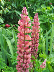Lupine blooms in the spring garden