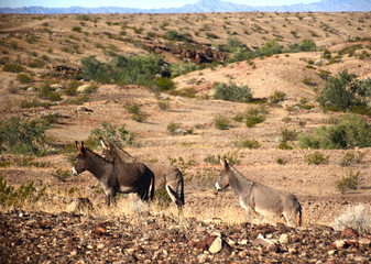 Burros on the Trail