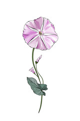 Pale violet flower bindweed on stems with green leaves. Isolated on white. Single Morning-glory for the design greeting cards, wedding invitation,textiles, wallpaper.Vector floral pastel illustration.