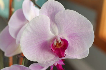 Naklejka na ściany i meble Beautiful blooming pink and white orchid spa