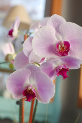 Beautiful blooming pink and white orchid spa