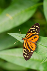 Fototapeta na wymiar Harmonia tiger - Tithorea harmonia, beautiful colored brushfoot butterfly from Central and South American meadows, Ecuador.