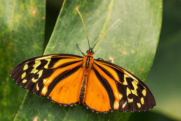 Harmonia tiger - Tithorea harmonia, beautiful colored brushfoot butterfly from Central and South American meadows, Ecuador.