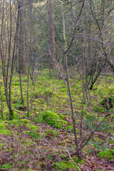 Dutch woodland in winter sun