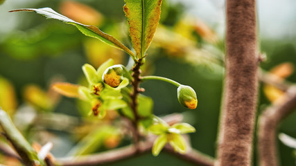 Flower buds