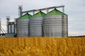 Fototapeta na wymiar Group of grain dryers complex on the background of a yellow field of wheat or barley.