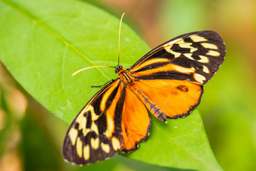 Harmonia tiger - Tithorea harmonia, beautiful colored brushfoot butterfly from Central and South American meadows, Ecuador.