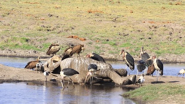 Marabou Storks and Cape Vultures scavenge on Bush Elephant carcass