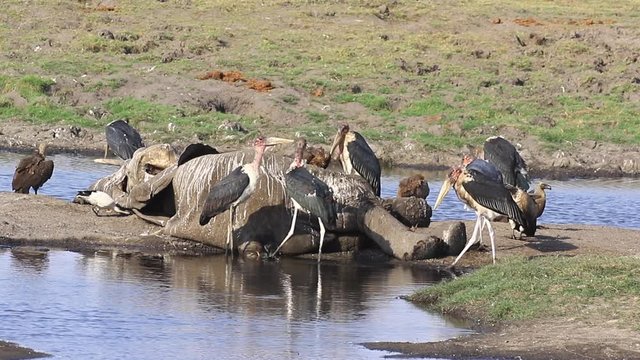 Marabou Storks and Cape Vultures investigate a Bush Elephant carcass
