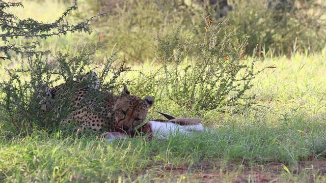 Graphic: Adult Kalahari cheetah eats a recently killed Springbok