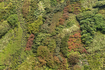 Vertical garden Background. Live botanical texture of wall decorated with plants