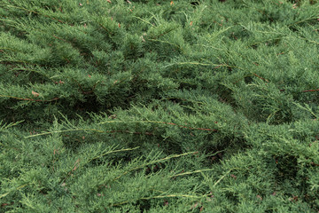 Natural background of green juniper bushes. Full frame filled with greenish foliage