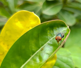 Common green bottle fly (Lucilia sericata), the most well-known blowfly of the numerous green bottle fly species.