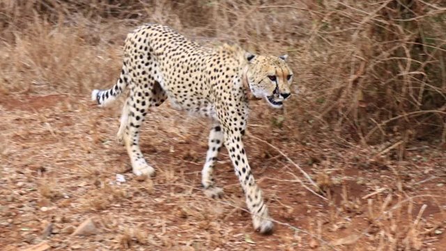 Adult cheetah with collar walks along the roadside in Thanda Reserve