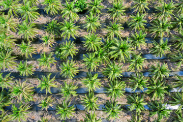 Fototapeta premium Aerial view of Coconut palm trees plantation.