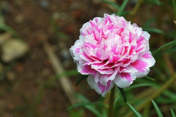 flowers with beautiful color combinations that carnation flower