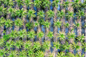 Fototapeta premium Aerial view of Coconut palm trees plantation.