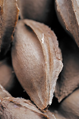 Apricot seed