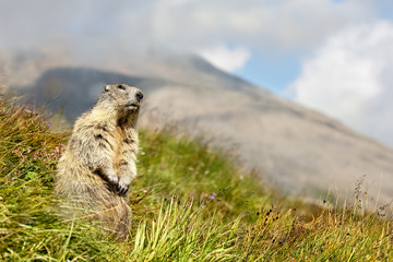 Alpine Marmot (Marmota marmota) Standing Upright, Grossglockner, Austria