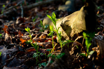 Seedling forest bathing in sunlight next to log