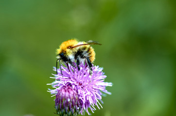 bumblebee on a flower