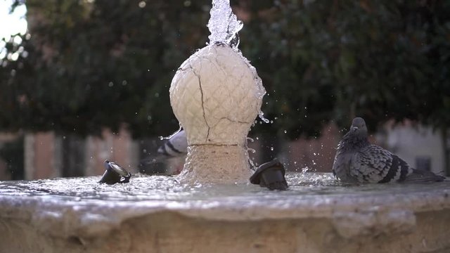 Fuente de la calle con palomas ba&ntilde;&aacute;ndose dentro HD