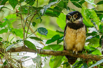 Spectacled owl in the forest near the city of Guapiles in Costa Rica