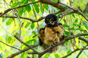 Spectacled owl shakes his feathers in the forest near the city of Guapiles in Costa Rica