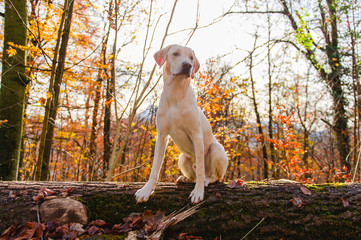 Hund labrador arbeitslinie hell beige