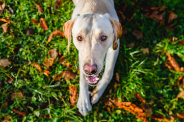 Hund labrador arbeitslinie hell beige