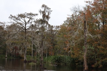 Spanish moss growing on trees in the Bayou 