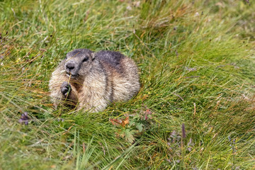 Naklejka na ściany i meble Alpine Marmots (Marmota marmota) on a Mountain Meadow near Kaiser-Franz-Josefs-Höhe, Grossglockner, Austria